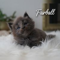 FurBall